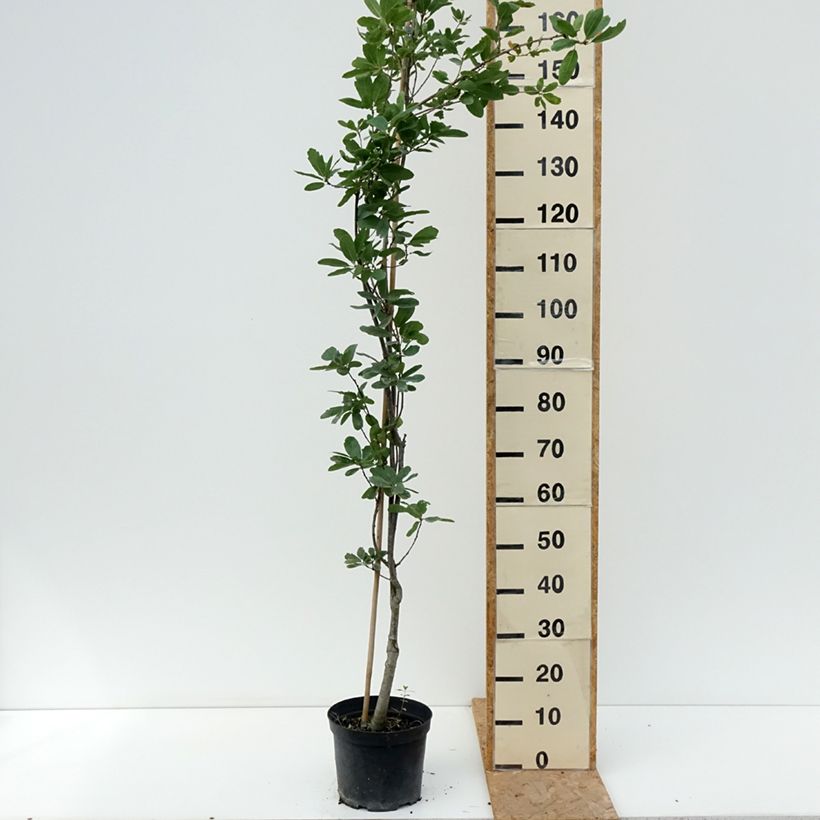 Example of Stiel-Eiche Strypemonde - Quercus robur  Topf mit 4L/5L as you get in ete