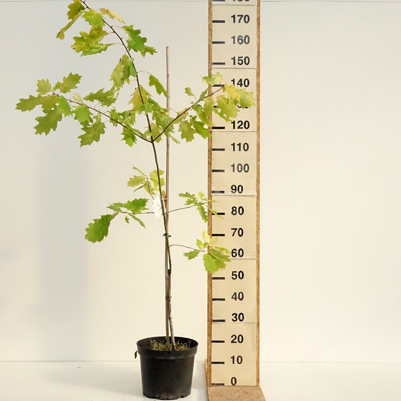 Example of Quercus rubra Aurea - Roteiche Topf mit 7,5L/10L as you get in ete
