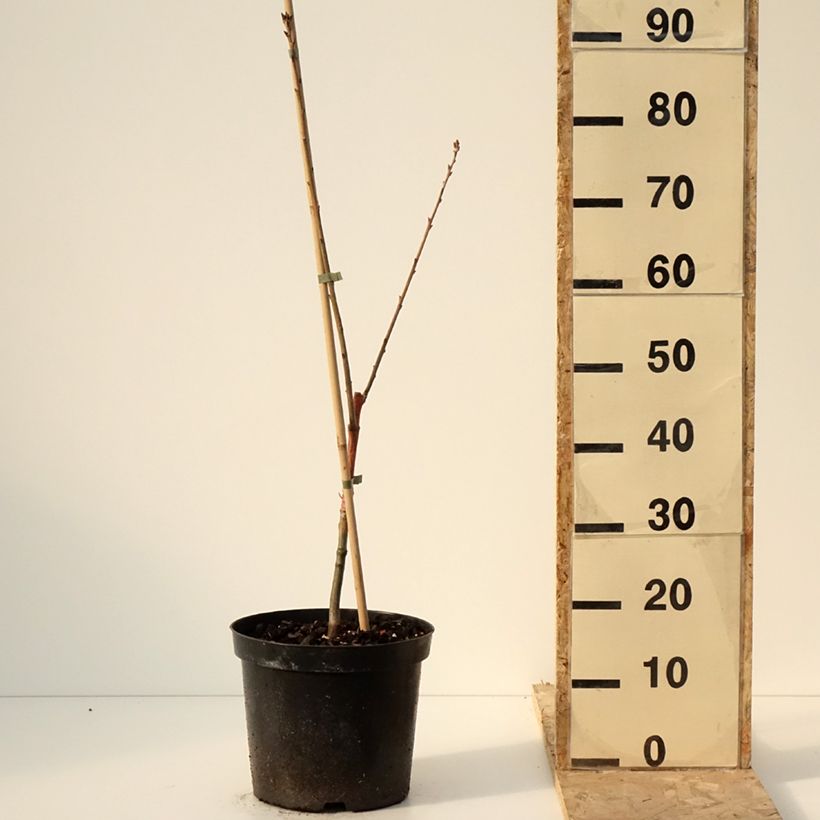 Example of Quercus rubra Wolfsdonk's Pride - Roteiche Topf mit 7,5L/10L as you get in hiver
