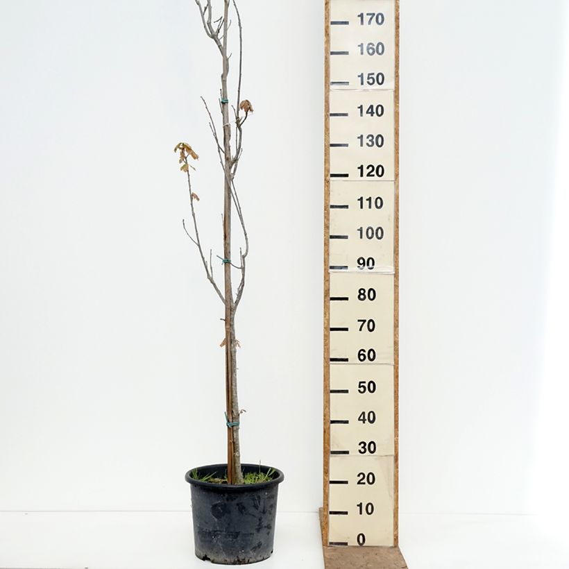 Exemplar von Quercus warei Chimney Fire - Eiche Topf mit 12L/15L wie im Frühjahr geliefert