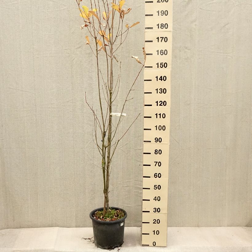 Example of Quercus warei Windcandle - Eiche Topf mit 12L/15L as you get in automne