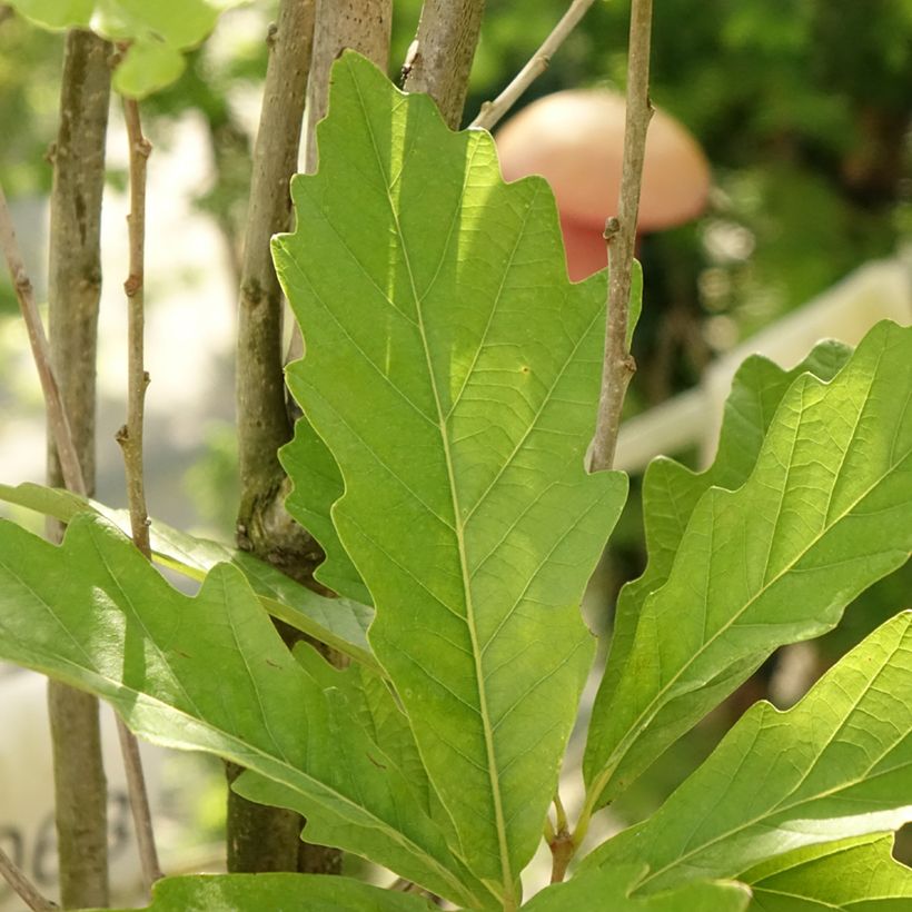 Quercus warei Windcandle - Eiche (Foliage)