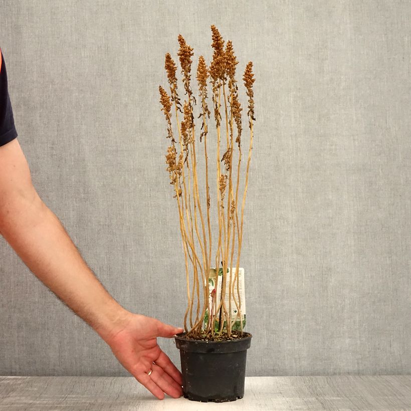 Example of Quinoa - Chenopodium quinoa Topf mit 1,5L/2L as you get in ete
