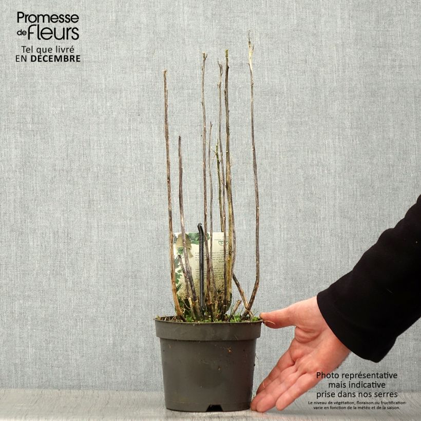 Exemplar von Quinoa - Chenopodium quinoa Topf mit 1,5L/2L wie im Winter geliefert