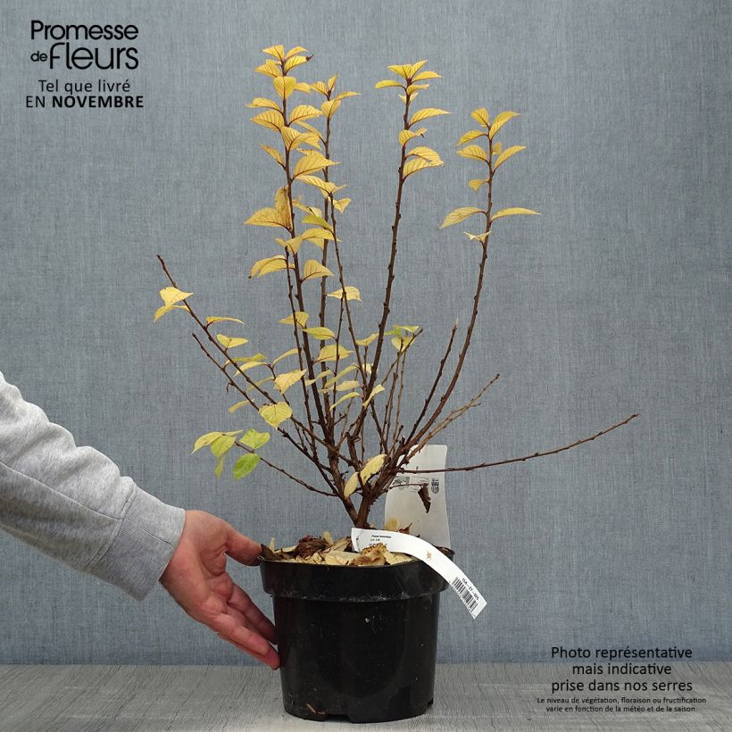 Example of Flaum-Kirsche - Prunus tomentosa Topf mit 2L/3L as you get in automne