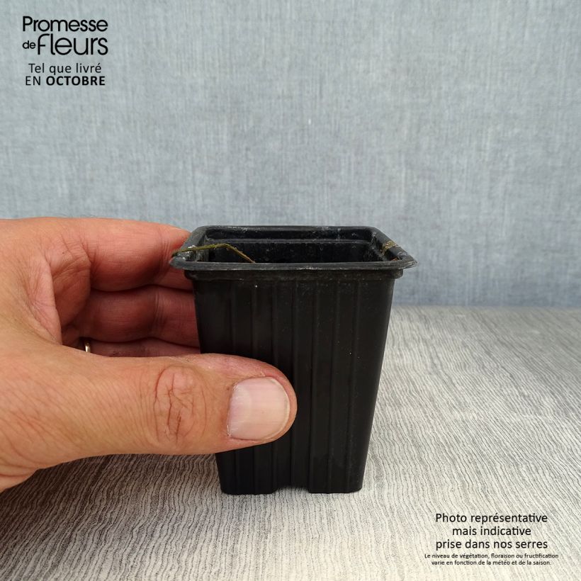 Example of Meerrettich / Kren - Armoracia rusticana Kleine Töpfe von 7/8 cm as you get in automne