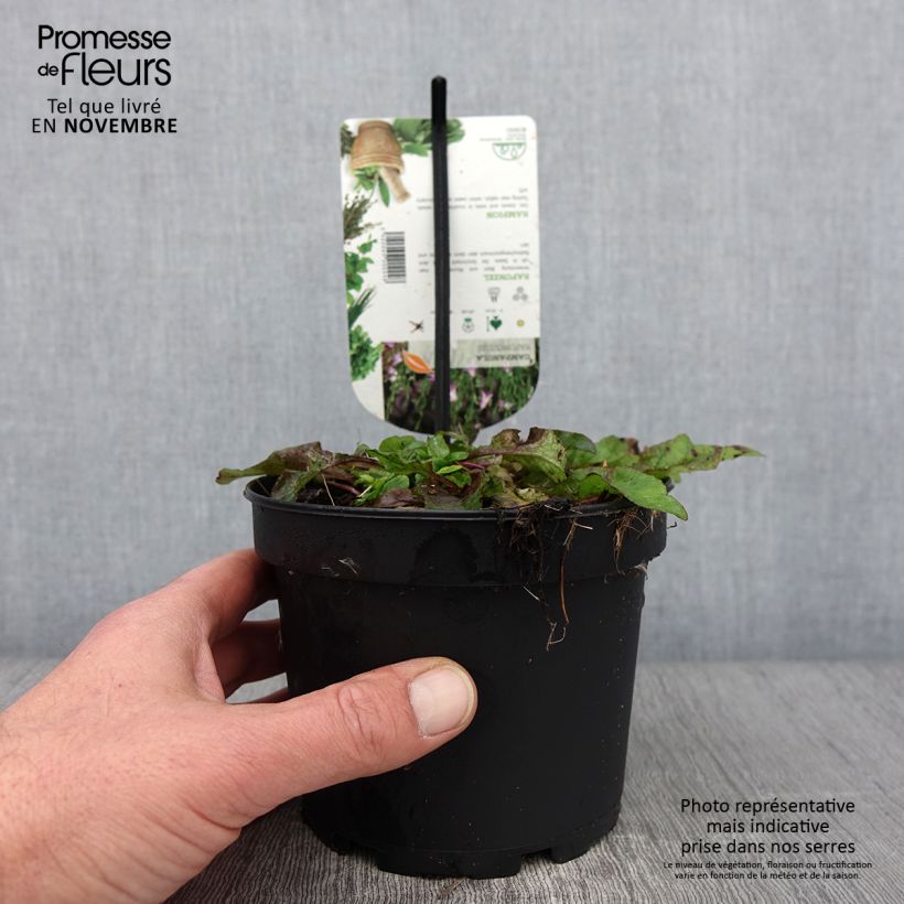 Example of Rapunzel-Glockenblume - Campanula rapunculus Topf mit 1,5L/2L as you get in automne