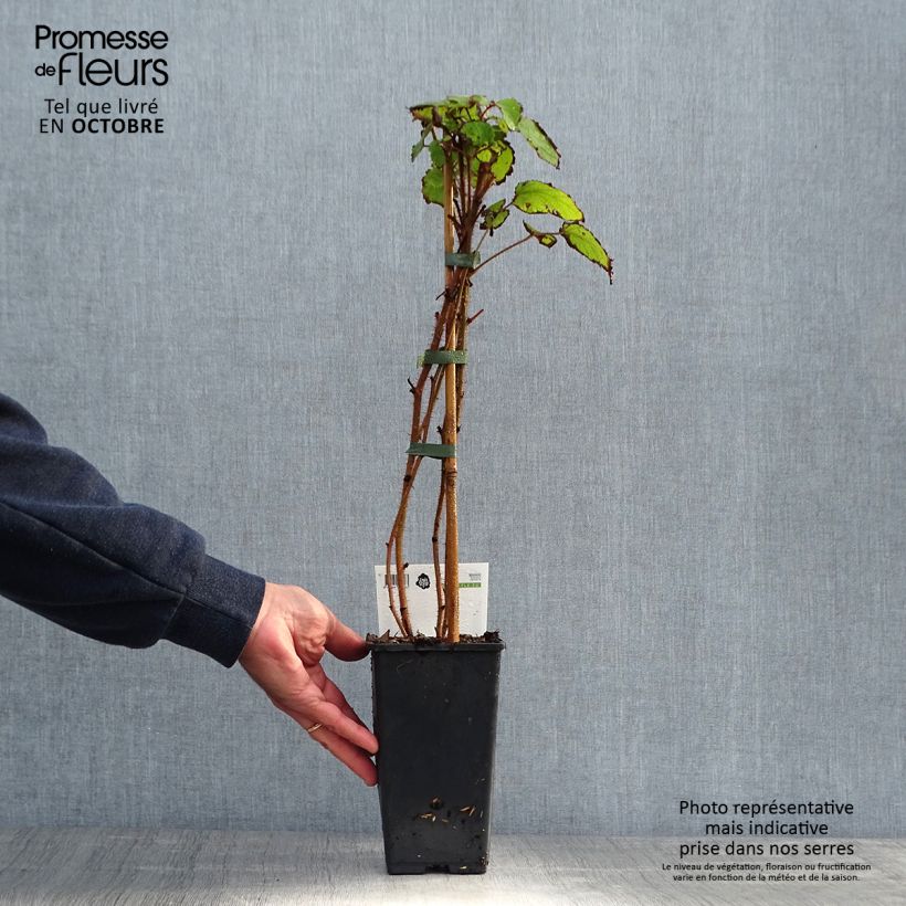 Example of Japanische Weinbeere Raisin du Japon - Rubus phoenicolasius Topf mit 1,5L/2L, Strauch/Busch, mehrstämmig as you get in automne
