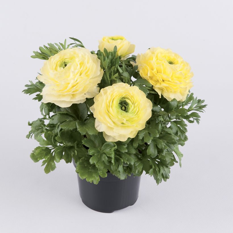 Ranunkel Vortex F1 Lemonade - Ranunculus (Hafen)