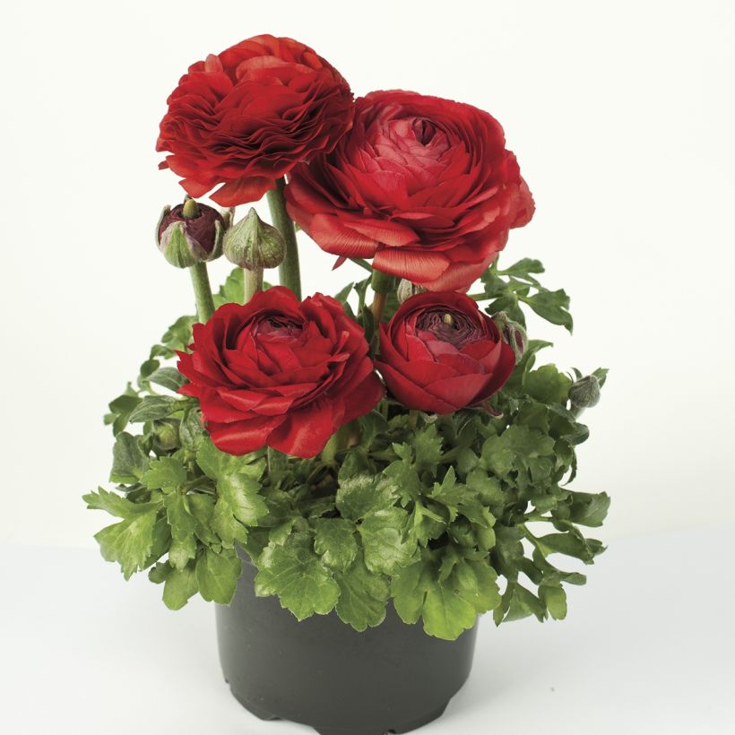 Ranunkel Vortex F1 Red - Ranunculus (Plant habit)