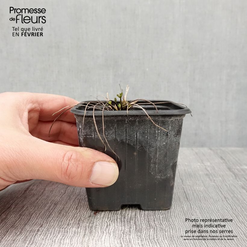 Exemplar von Scharfer Hahnenfuß - Ranunculus acris Kleine Töpfe von 7/8 cm wie im Winter geliefert