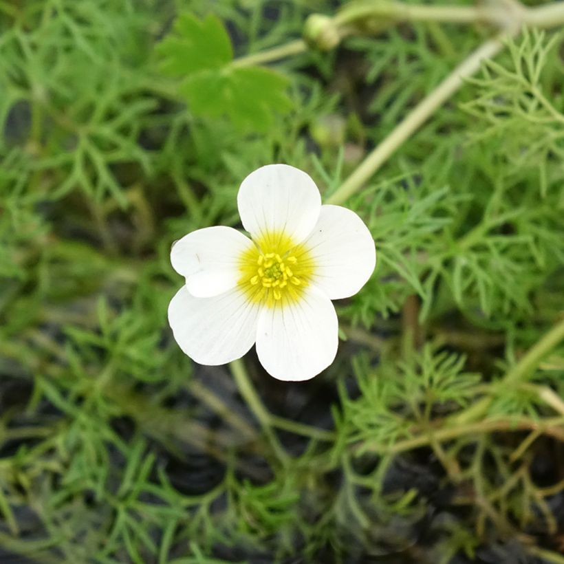Wasser-Hahnenfuß - Ranunculus aquatilis (Flowering)