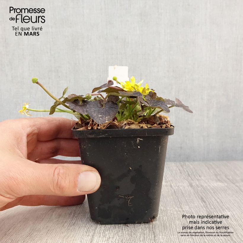 Exemplar von Scharbockskraut Brazen Hussy - Ranunculus ficaria Kleine Töpfe von 8/9 cm wie im Frühjahr geliefert