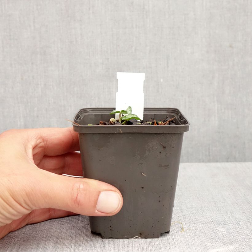 Exemplar von Scharbockskraut Flore Pleno - Ranunculus ficaria Kleine Töpfe von 8/9 cm wie im Herbst geliefert