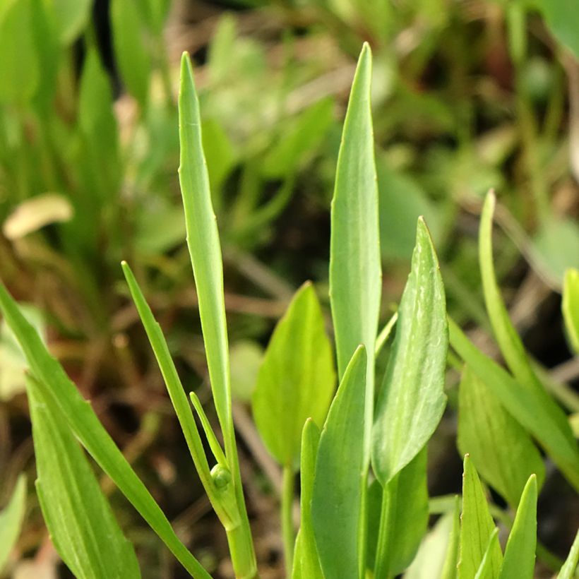 Brennender Hahnenfuß - Ranunculus flammula (Foliage)