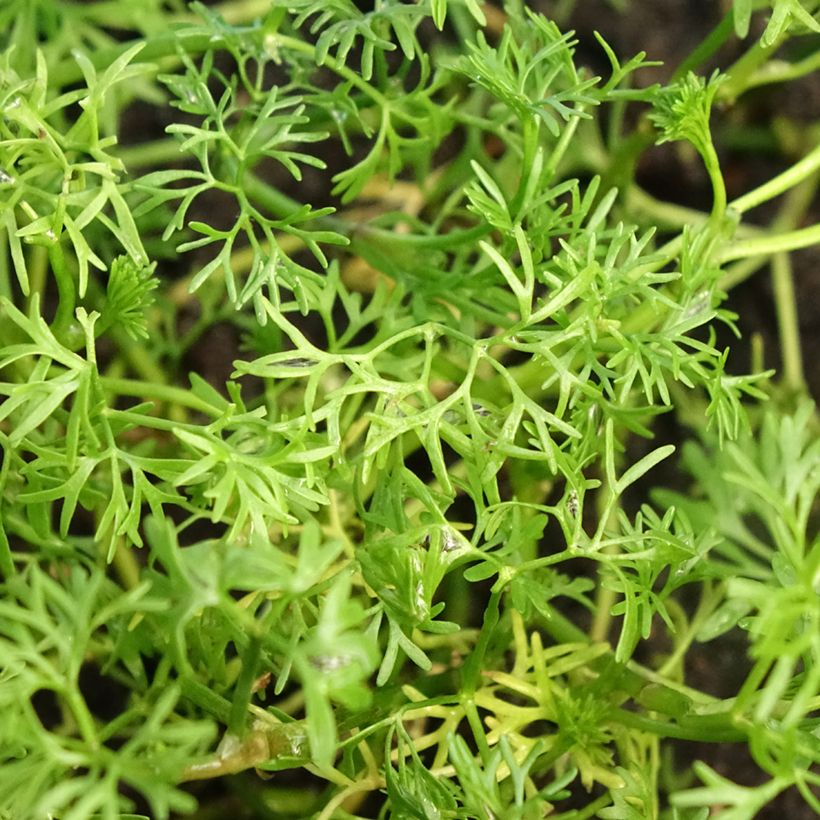Wasser-Hahnenfuß - Ranunculus aquatilis (Foliage)