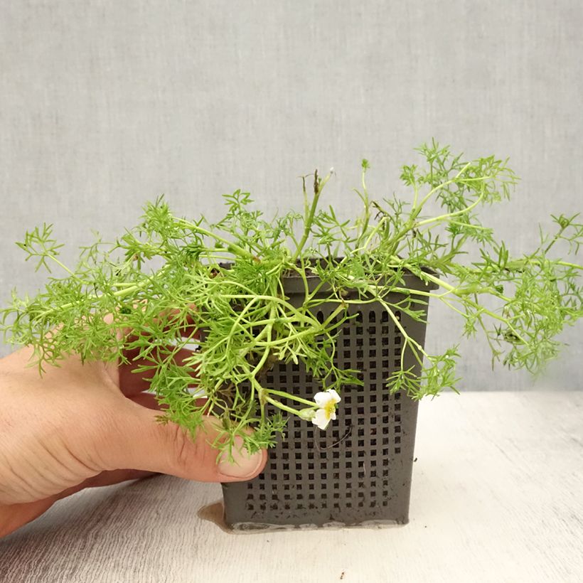 Example of Wasser-Hahnenfuß - Ranunculus aquatilis Topf mit 1L/1,5L as you get in ete