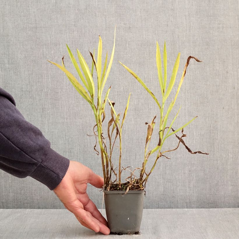 Exemplar von Ranunculus lingua - Großer Hahnenfuß Kleine Töpfe von 8/9 cm wie im Herbst geliefert