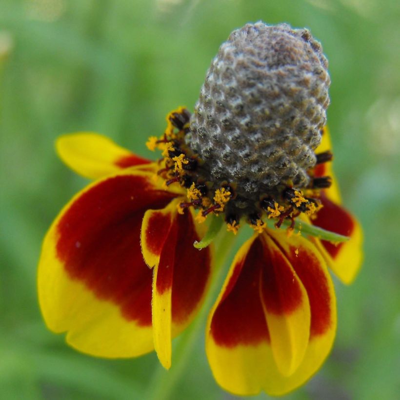Ratibida columnifera Pulcherrima - Präriesonnenhut (Flowering)