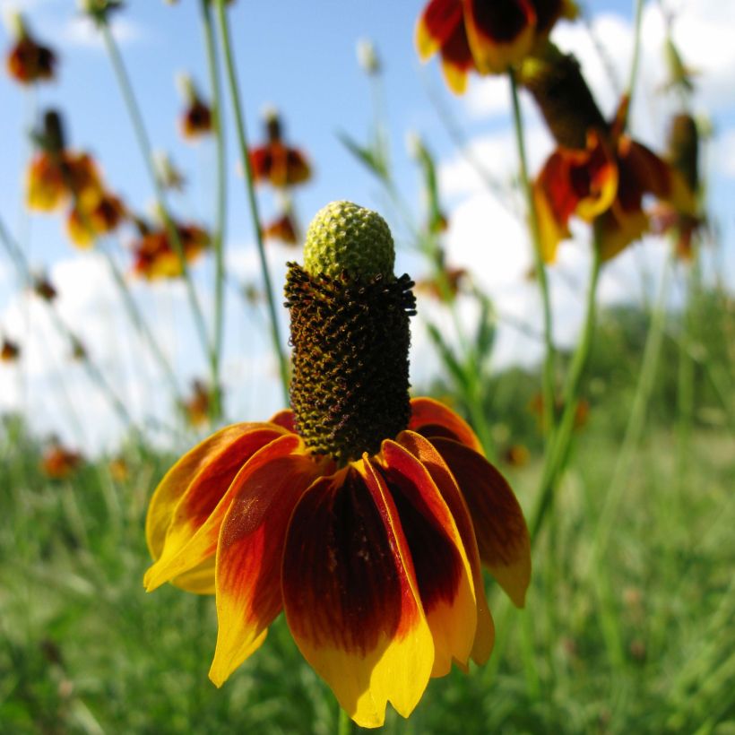 Ratibida columnifera Pulcherrima - Präriesonnenhut (Plant habit)