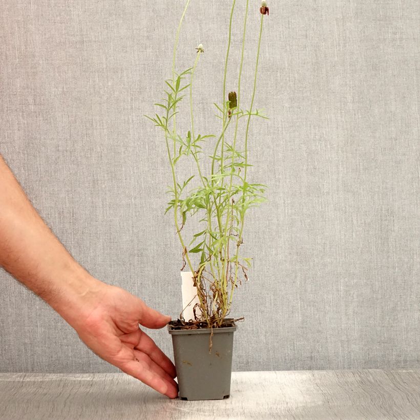 Exemplar von Ratibida columnifera Pulcherrima - Präriesonnenhut Kleine Töpfe von 8/9 cm wie im Sommer geliefert