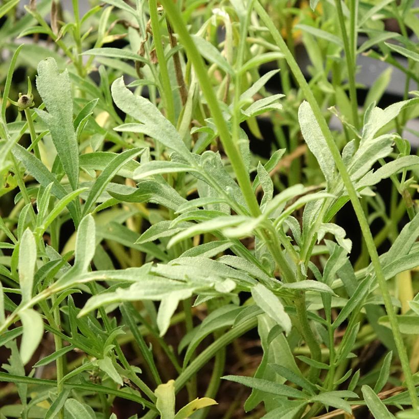 Ratibida columnifera Pulcherrima - Präriesonnenhut (Foliage)