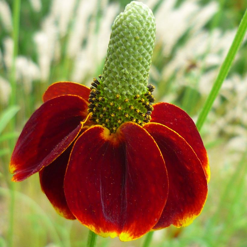 Ratibida columnifera Red Midget - Präriesonnenhut (Flowering)