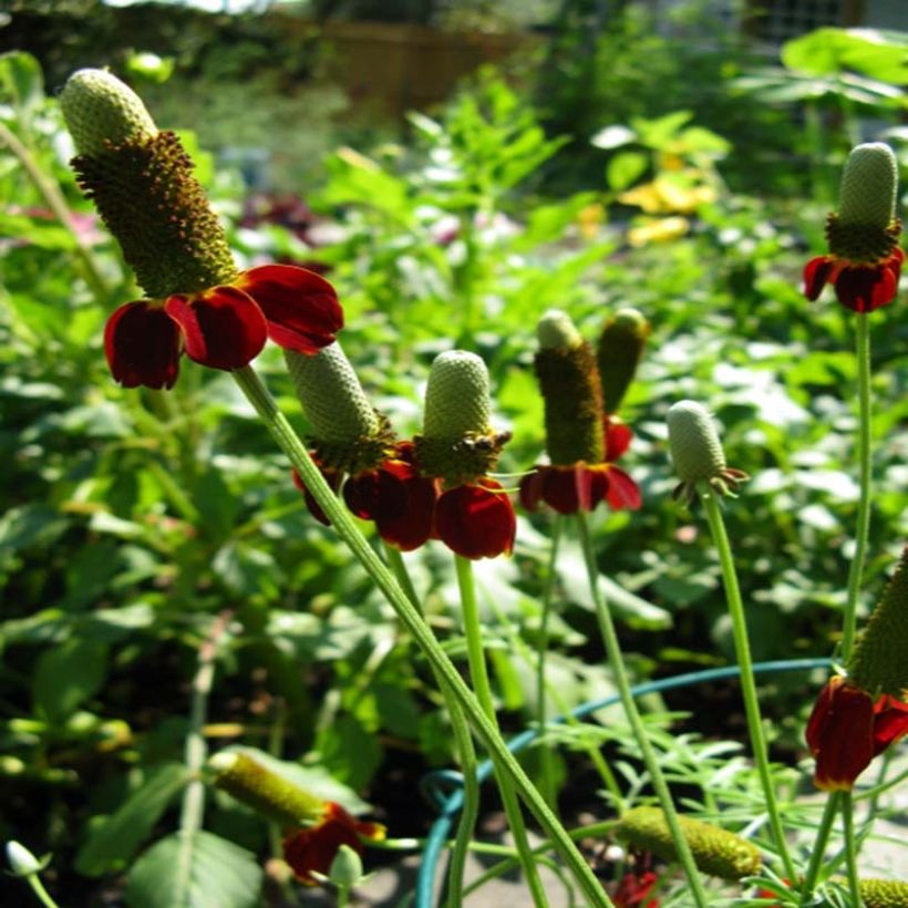 Ratibida columnifera Red Midget - Präriesonnenhut (Plant habit)