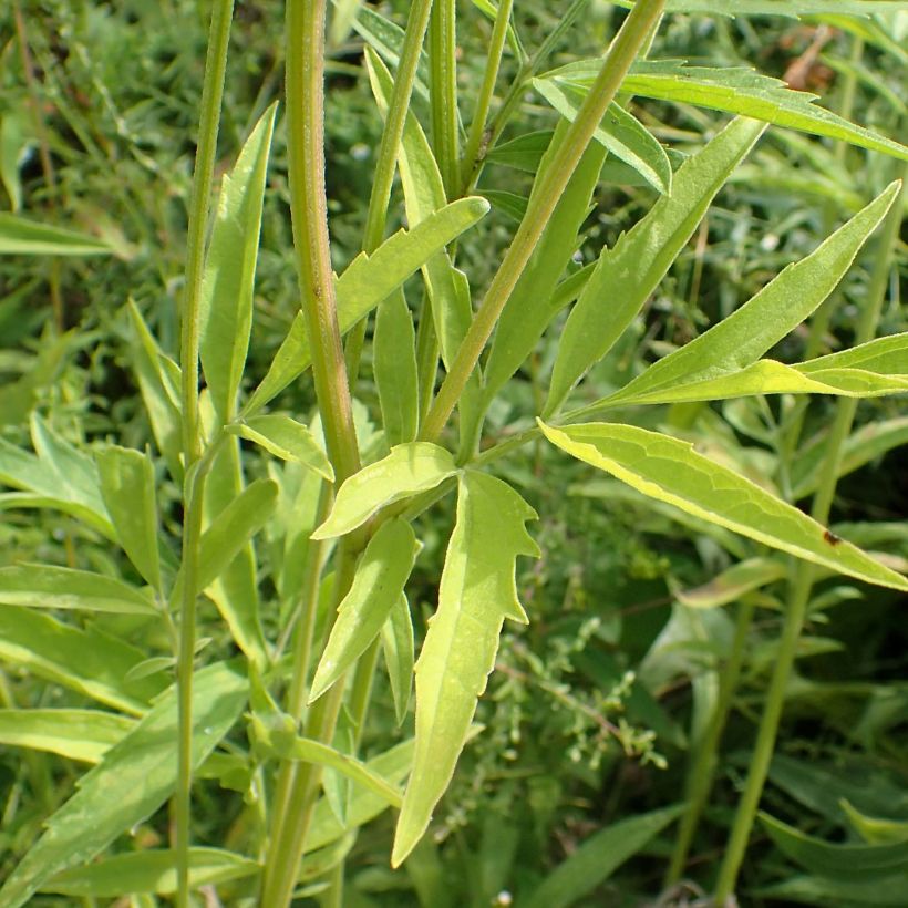 Ratibida pinnata - Präriesonnenhut (Foliage)