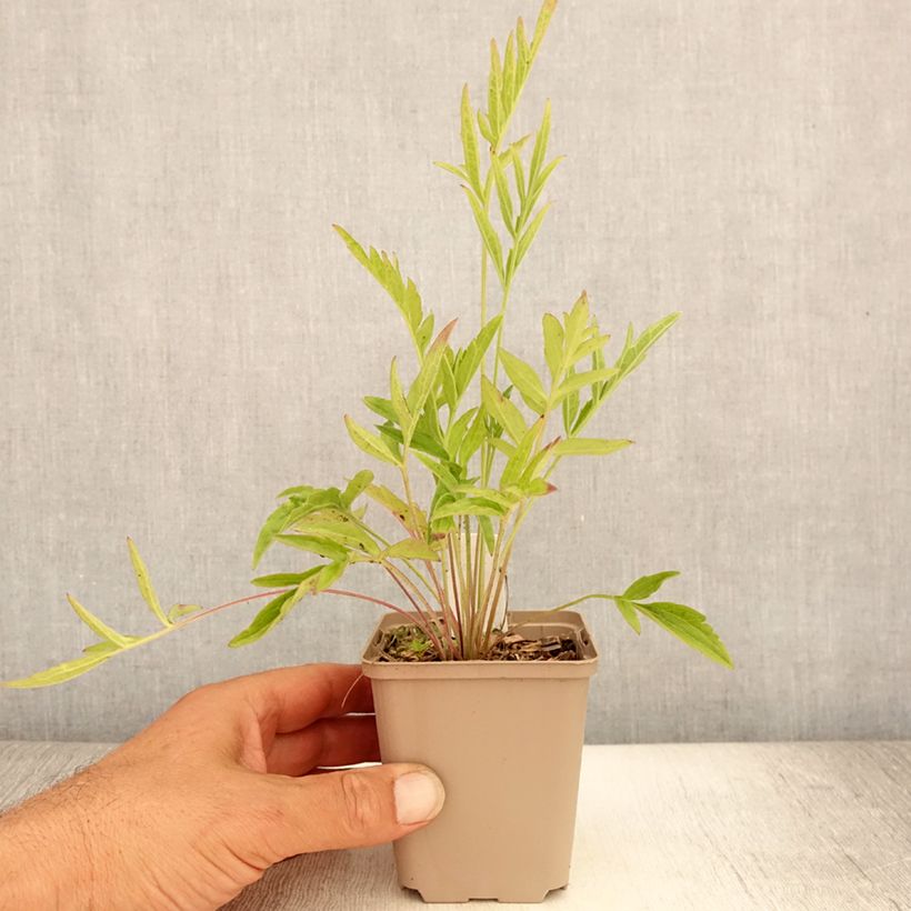 Exemplar von Ratibida pinnata - Präriesonnenhut Kleine Töpfe von 8/9 cm wie im Sommer geliefert