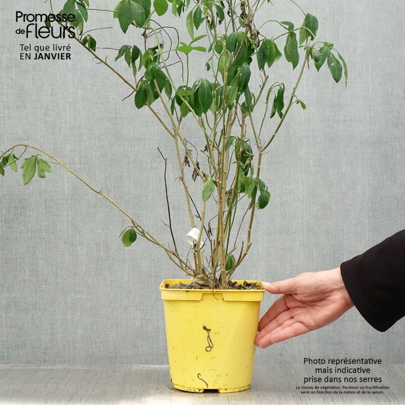 Exemplar von Reinwardtia indica Topf mit 4L/5L wie im Winter geliefert