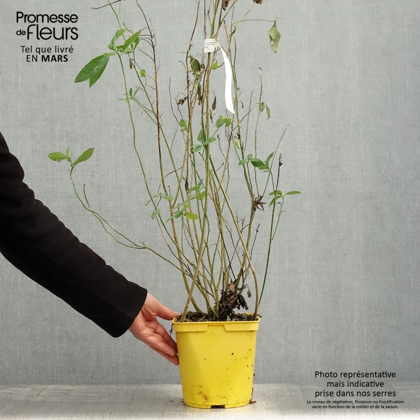 Exemplar von Reinwardtia indica Topf mit 4L/5L wie im Frühjahr geliefert