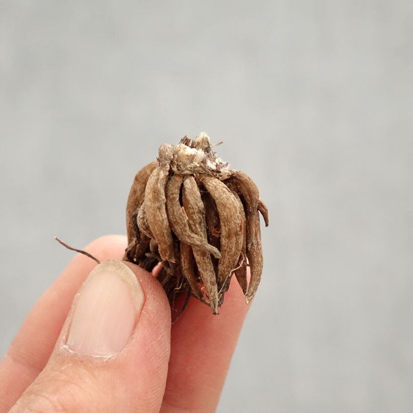 Exemplar von Ranunkel Pink - Ranunculus Zwiebel Kaliber/Größe 8+ wie im Frühjahr geliefert