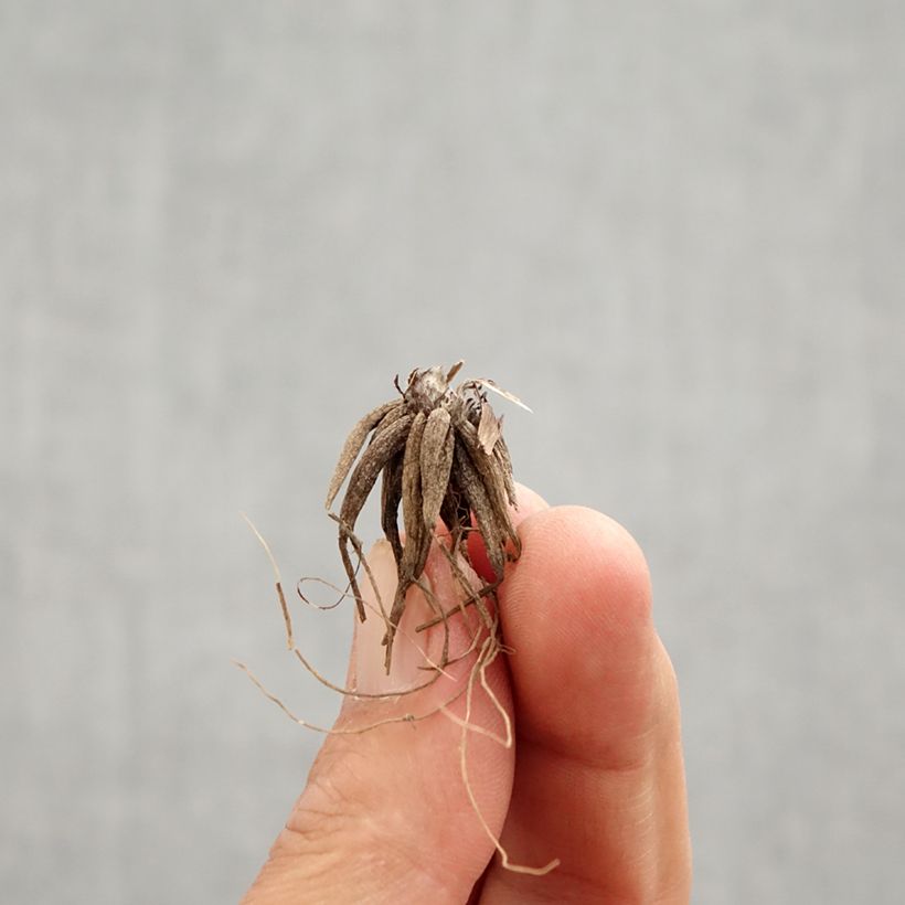 Exemplar von Ranunculus repens Multiplex - Kriechender Hahnenfuß Zwiebel wie im Frühjahr geliefert