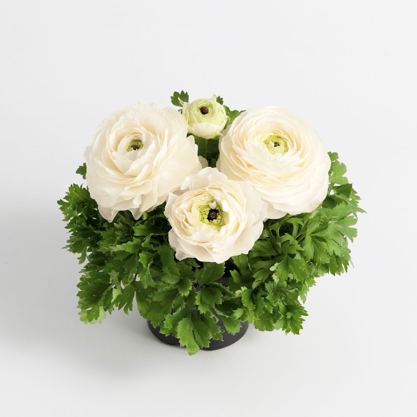 Ranunkel Vortex F1 White - Ranunculus (Plant habit)