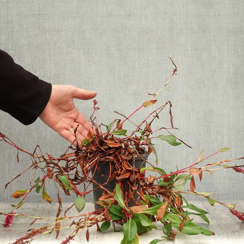 Example of Schneckenknöterich Darjeeling Red - Persicaria affinis Topf mit 2L/3L as you get in automne