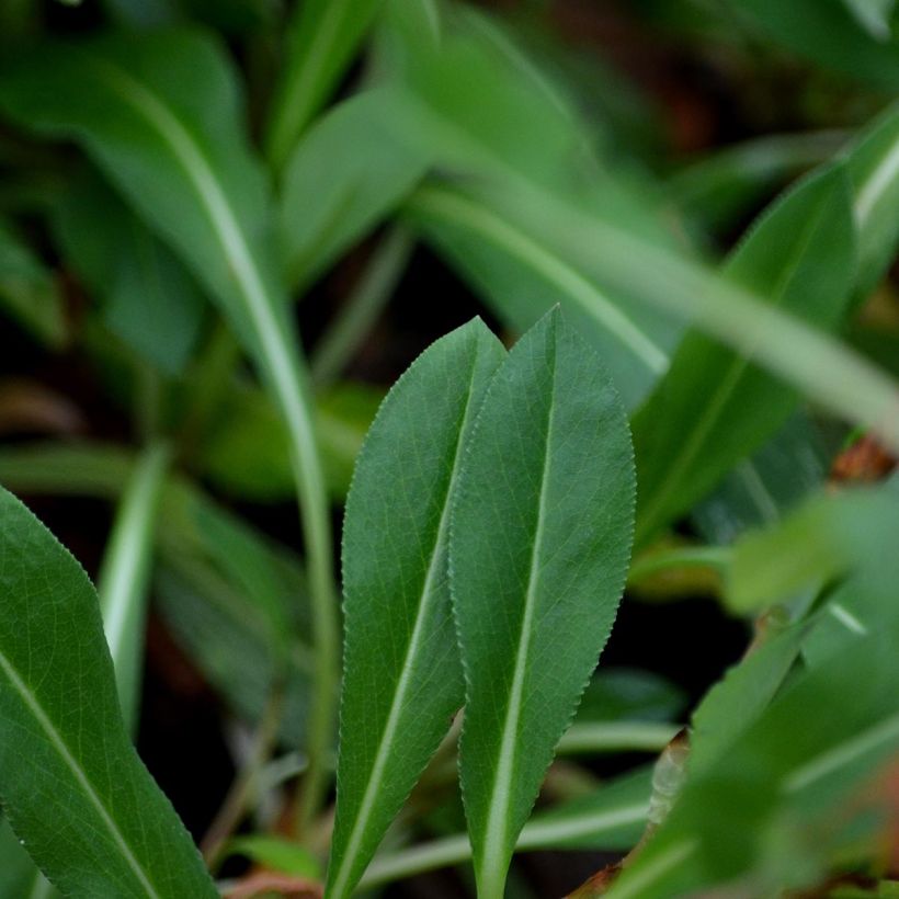 Schneckenknöterich Donald Lowndes - Persicaria affinis (Foliage)