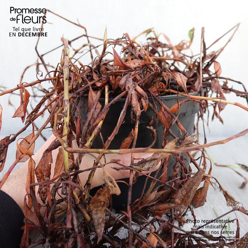 Example of Schneckenknöterich Donald Lowndes - Persicaria affinis Topf mit 2L/3L as you get in automne