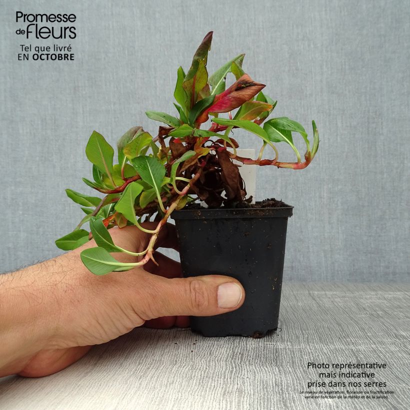 Example of Schneckenknöterich Donald Lowndes - Persicaria affinis Kleine Töpfe von 8/9 cm as you get in automne