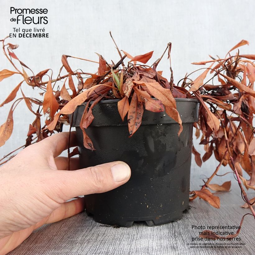 Example of Schneckenknöterich Kabouter - Persicaria affinis Topf mit 2L/3L as you get in automne