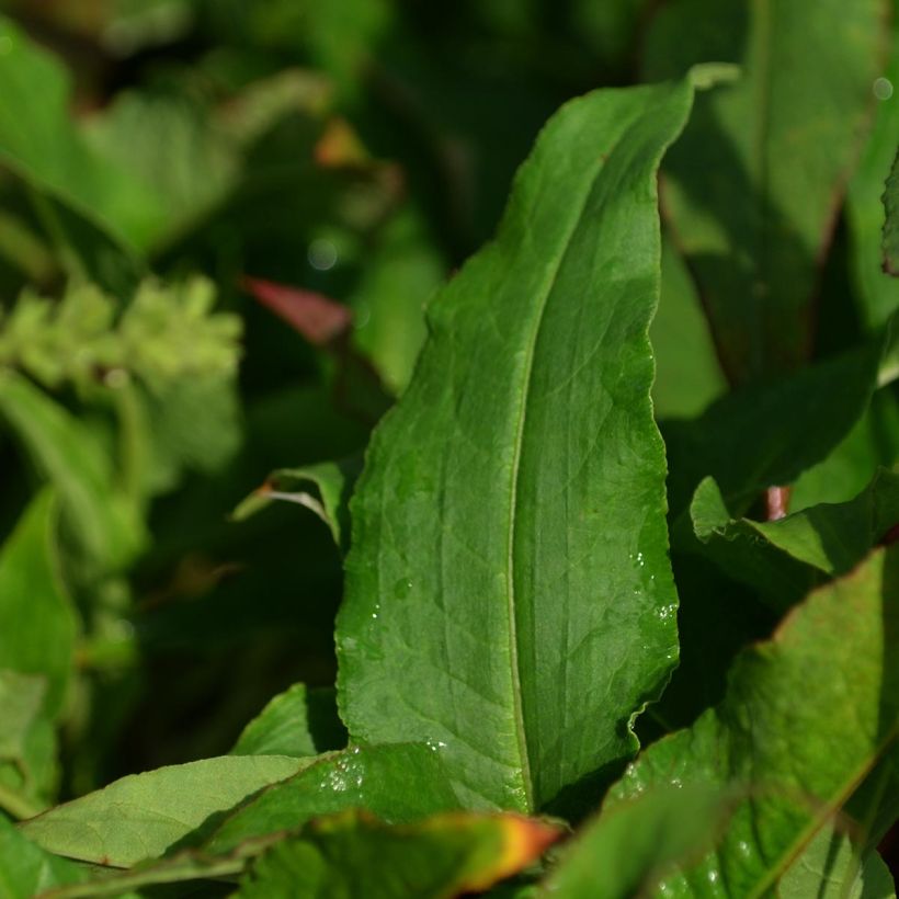 Kerzenknöterich Pink Elephant - Bistorta amplexicaulis (Foliage)