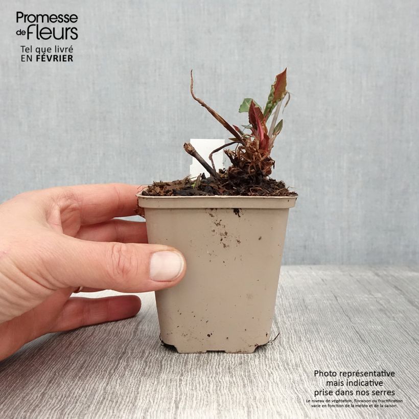 Exemplar von Kerzenknöterich Black Dreams - Bistorta amplexicaulis Kleine Töpfe von 8/9 cm wie im Winter geliefert