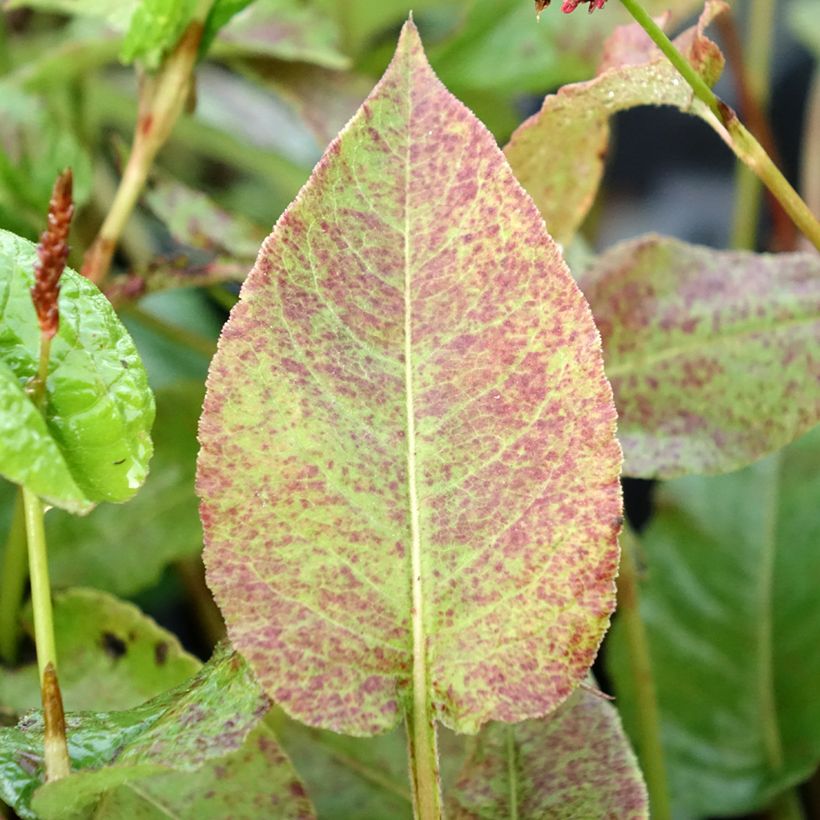 Kerzenknöterich Black Dreams - Bistorta amplexicaulis (Foliage)