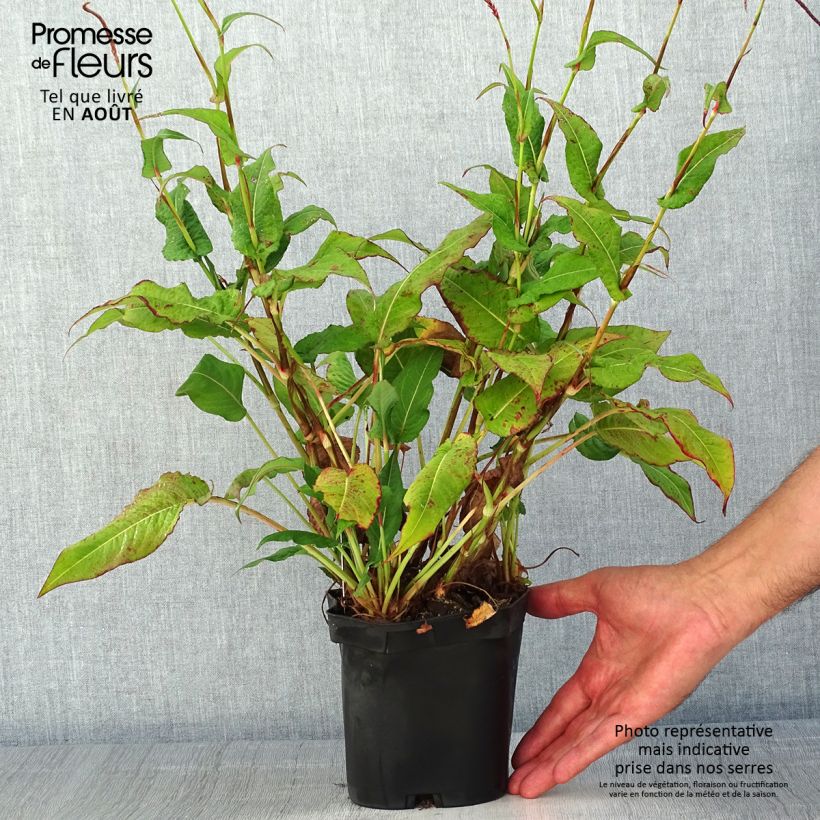 Exemplar von Kerzenknöterich Blackfield - Bistorta amplexicaulis Topf mit 2L/3L wie im Sommer geliefert