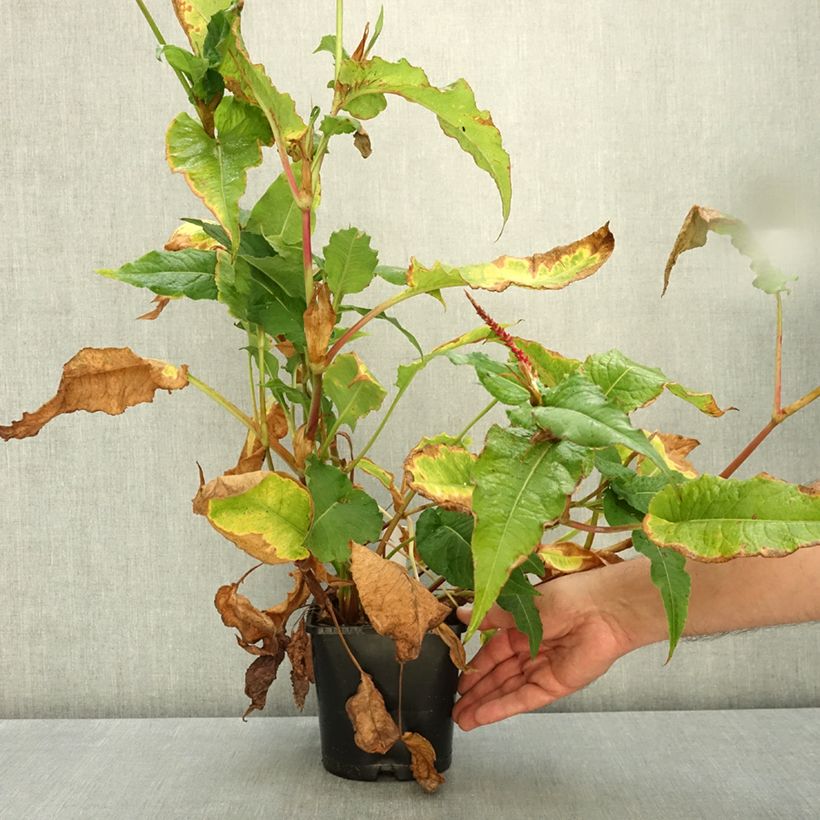 Exemplar von Kerzenknöterich Bloody Mary - Bistorta amplexicaulis Topf mit 2L/3L wie im Herbst geliefert