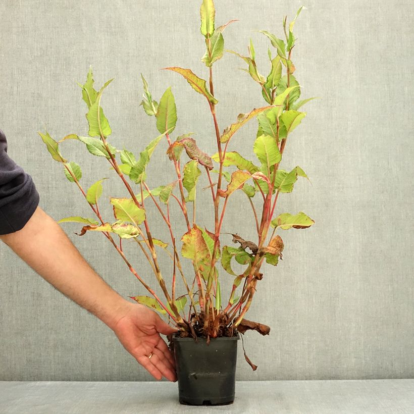 Exemplar von Renouée - Persicaria amplexicaulis Bloody Mary Pot de 2L/3L wie im Sommer geliefert