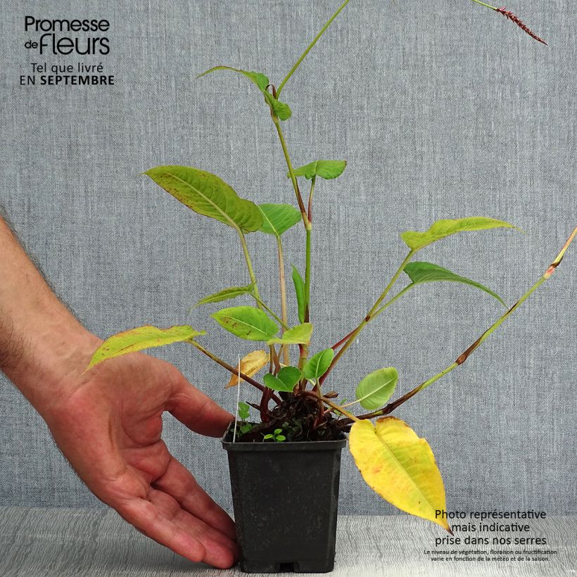 Example of Kerzenknöterich High Society - Bistorta amplexicaulis Kleine Töpfe von 8/9 cm as you get in ete