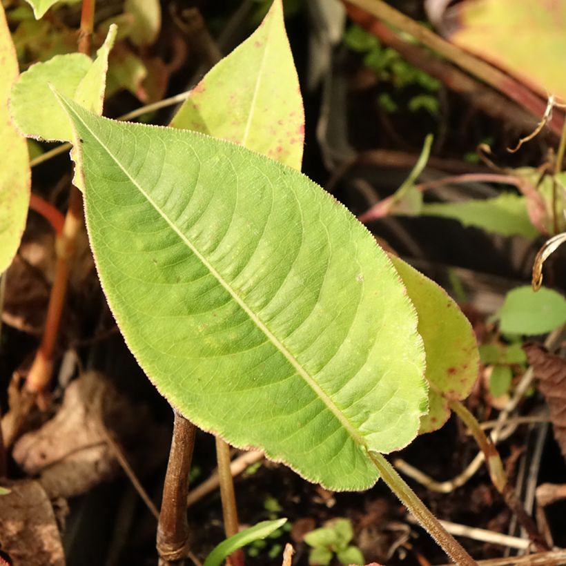 Kerzenknöterich High Society - Bistorta amplexicaulis (Foliage)