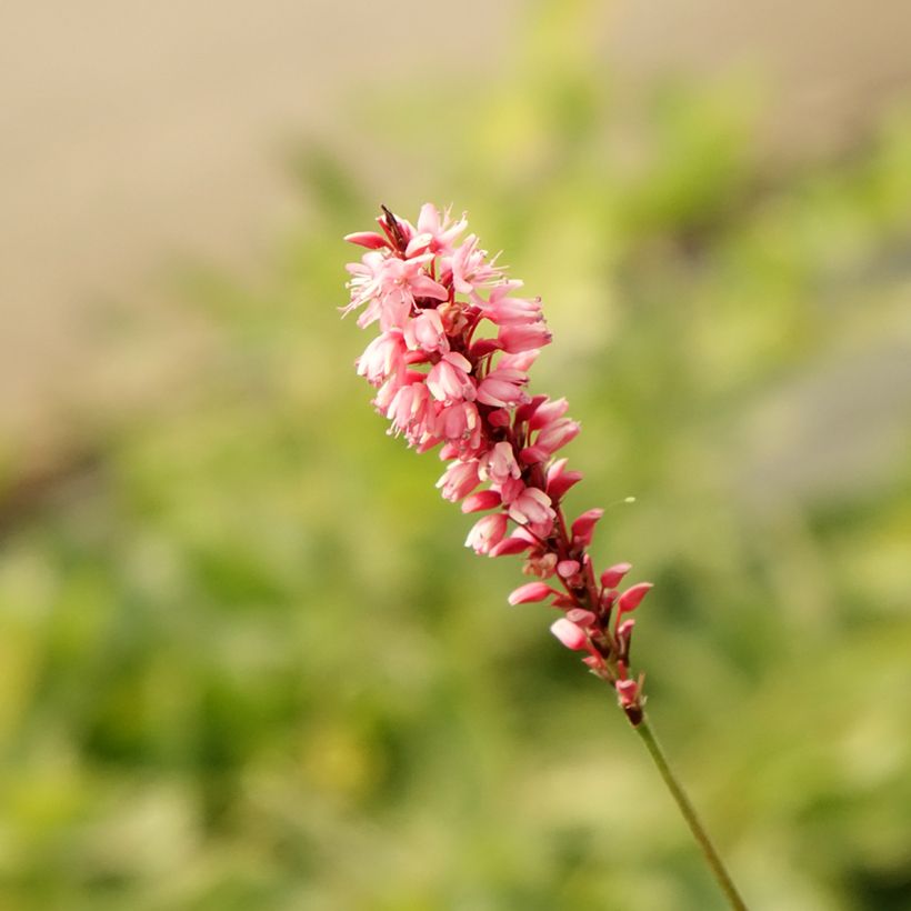 Kerzenknöterich High Society - Bistorta amplexicaulis (Flowering)
