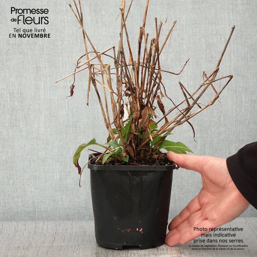 Example of Kerzenknöterich Pink Elephant - Bistorta amplexicaulis Topf mit 1,5L/2L as you get in automne